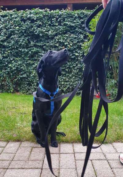 Geschirr Labrador-Beitrag-Bild