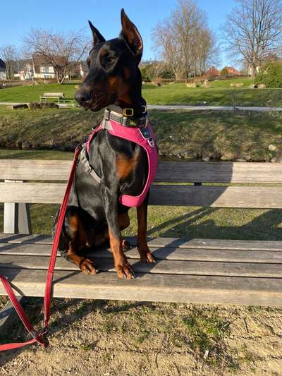 Auslandstierschutz-Beitrag-Bild