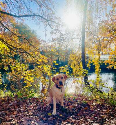 Hundetreffen-Souveräne/r Rüde/Hündin als “role model” gesucht-Bild