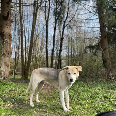 Hundetreffen-Spieletreff in Bestenheid-Bild