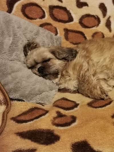 Fotochallenge Nr. 56 - geliebte Senioren-Beitrag-Bild