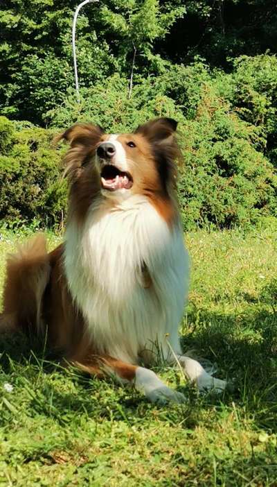 39. Collagen Challenge - Dein Hund auf einer Wiese-Beitrag-Bild