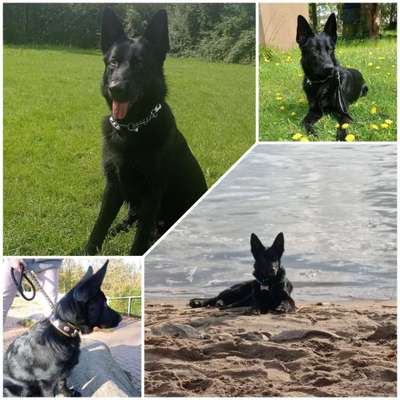 52. Collagenchallenge: Dein Hund im Sonnenschein-Beitrag-Bild