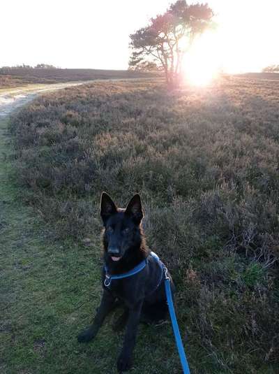 Black dogs are beautiful-Beitrag-Bild