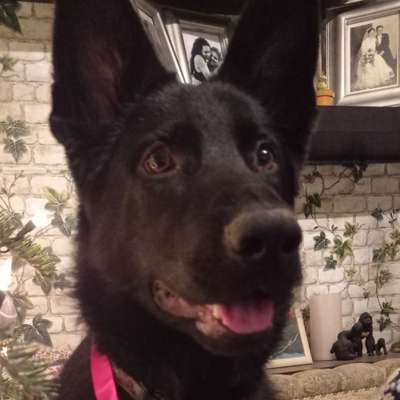 Dogorama Photo Challenge - Portrait-Beitrag-Bild