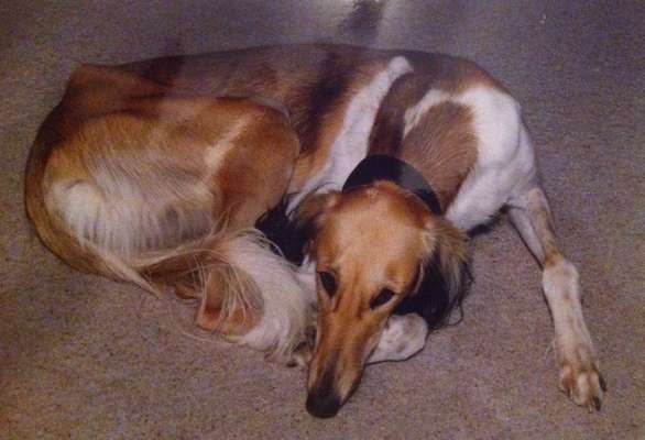 Windhunde - Treffen der besonderen Schönheiten
HERZLICH WILLKOMMEN-Beitrag-Bild