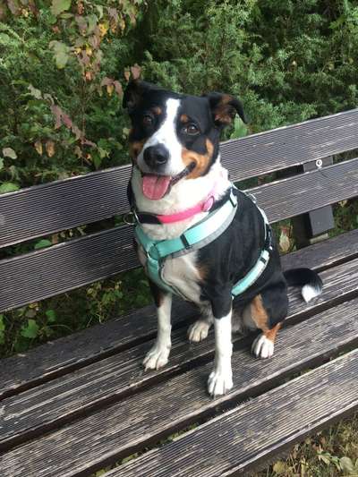 Appenzeller Sennenhunde-Beitrag-Bild