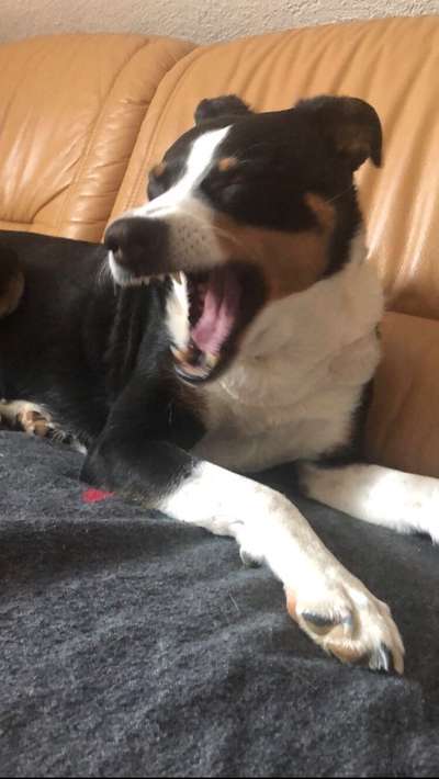 Dogorama Photo Challenge - Dein Hund beim Gähnen-Beitrag-Bild