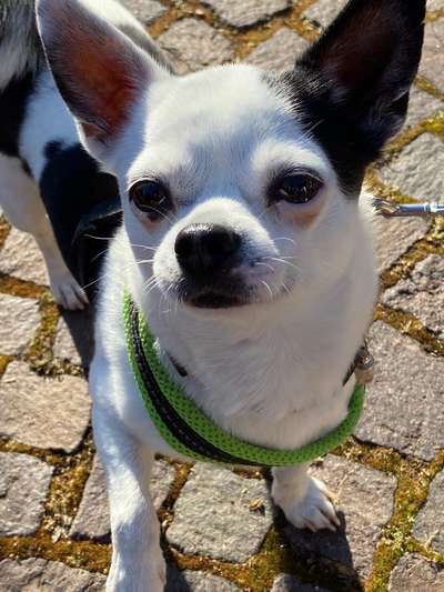 Fotochallange Nr. 57     PORTRÄT.   Beendet!!!!!!!!-Beitrag-Bild