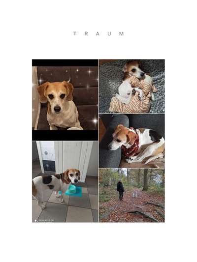 TierschutzhundeStammtisch🐕-Beitrag-Bild