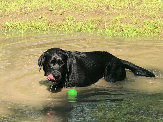 Wo sind meine Labrador Freunde-Beitrag-Bild