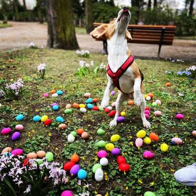 Hundetreffen-Gassirunde/ Social Walk-Bild