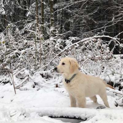 Hundetreffen-Spielpartner für Oakley-Profilbild