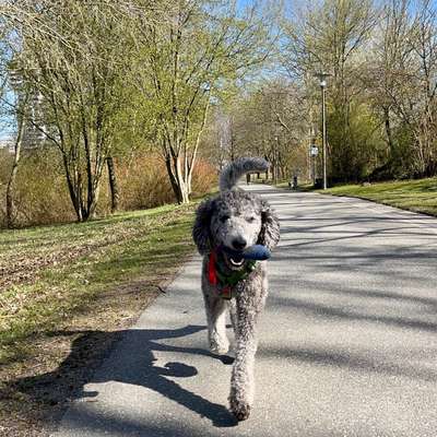 Hundetreffen-Gassipartner für entspannte Runden gesucht-Bild