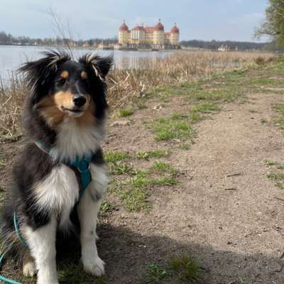 Hundetreffen-Welpenspielrunde Dresden-Bild