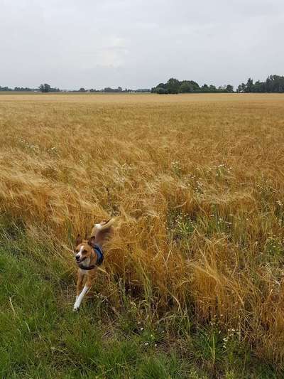 Die Dogorama Wochen Challenge-Beitrag-Bild