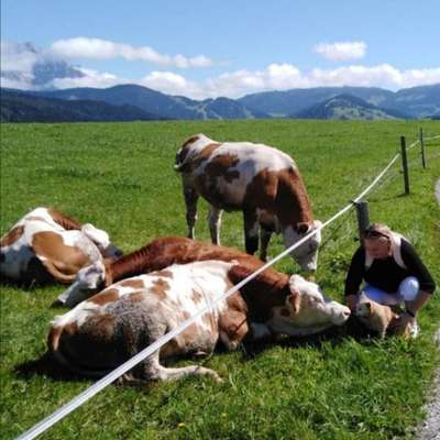 Dogorama Photo Challenge - Die besten Hundebuddys-Beitrag-Bild