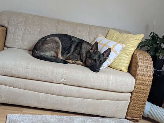 Alles rund um den Schäferhund, diskutieren erwünscht.-Beitrag-Bild