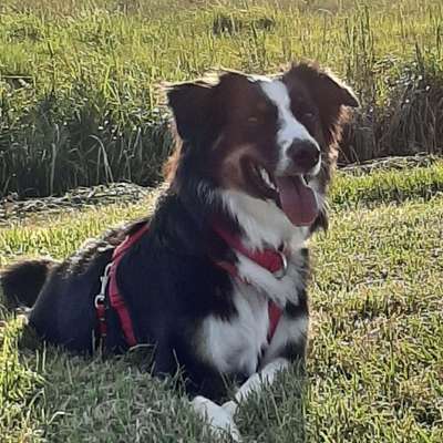 Hundetreffen-Suche hundefreunde für spaßige spielerunden auf dem deich und Feldern die gerne tollen und toben-Bild