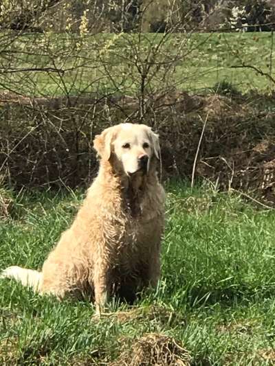 Fotochallenge No. 26                                     Wald und Wiese-Beitrag-Bild