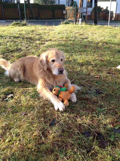 Fotochallenge No. 26                                     Wald und Wiese-Beitrag-Bild