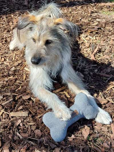 Hundetreffen-Spiel- & Gassirunde-Bild