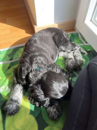 Welpen Bilder !-Beitrag-Bild