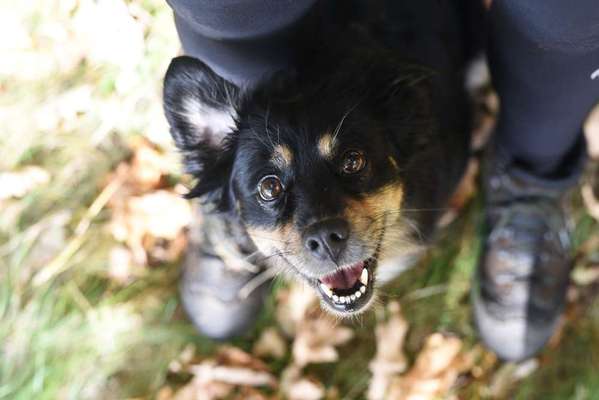 Hundetreffen-Neue Hundekontakte-Bild