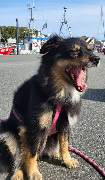 Hundetreffen-Suche Kontakte mit brachezephalen Rassen-Bild