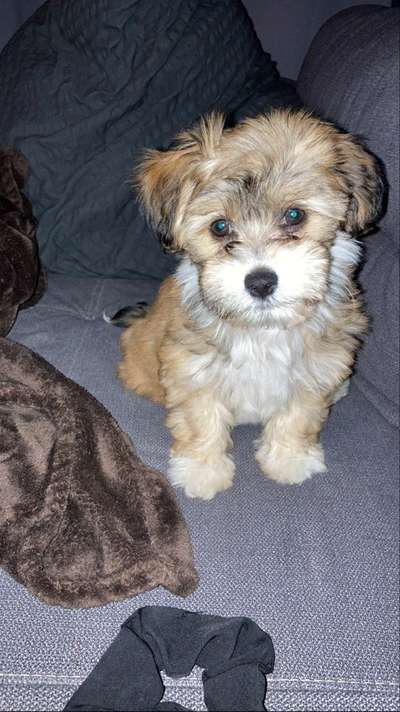 Havaneser dabei?:)-Beitrag-Bild