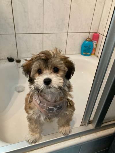 Welpen Bilder !-Beitrag-Bild