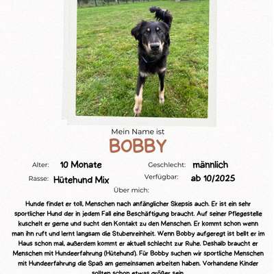 Tierschutzhunde suchen ein Zuhause-Beitrag-Bild