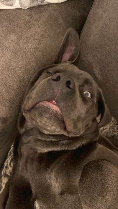 grumpy dog 😅-Beitrag-Bild