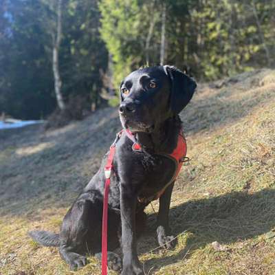 Hundetreffen-Gassi gehen