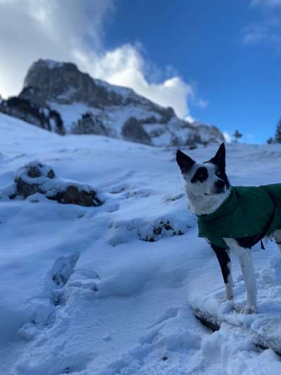 Welchen Hund hast du?-Beitrag-Bild