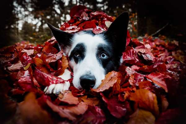 Fotochallenge Nr. 67: Euer Lieblingsbild-Beitrag-Bild