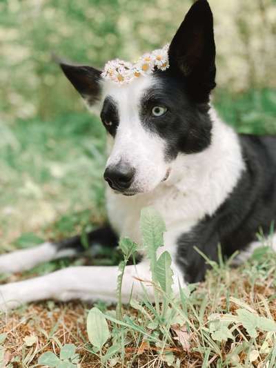 Dogorama Photo Challenge - Tre Chic!-Beitrag-Bild