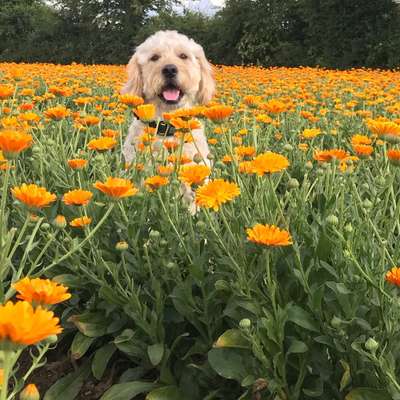 Hundetreffen-Spielen-Bild