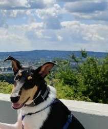 Smooth Collie oder kurzhaariger Collie-Beitrag-Bild