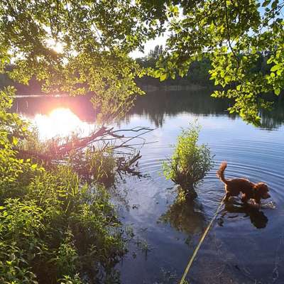 Hundetreffen-Hundetreffen Viehofener Seen/Traisen-Bild