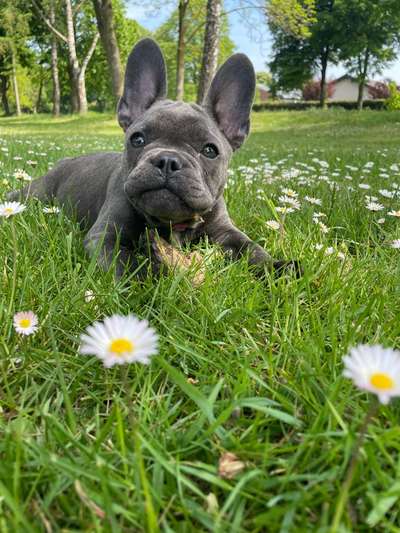 Zeigt mal die schönsten Bilder von euren Hunden !-Beitrag-Bild