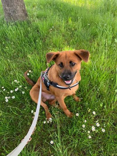 Die Dogorama Monats Challenge "Es grünt und blüht"-Beitrag-Bild