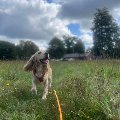 Hundetreffen-Ich & meine Fellnase suchen Spiel- und Trainingspartner-Bild