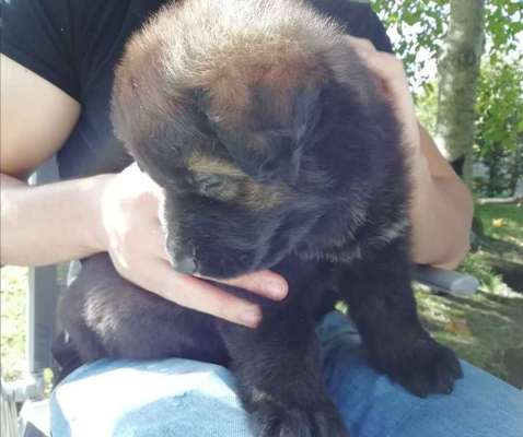 Welpen Bilder !-Beitrag-Bild