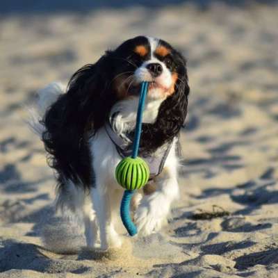 Dogorama Photo Challenge - Lieblingsspielzeug!-Beitrag-Bild