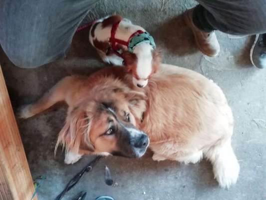 Germanischer Bärenhund-Beitrag-Bild