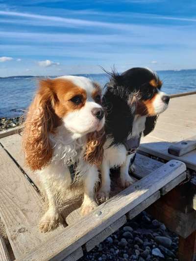 Cavalier King Charles Spaniel?-Beitrag-Bild