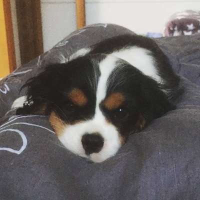 Dogorama Photo Challenge - Hundeblick zum hinschmelzen-Beitrag-Bild