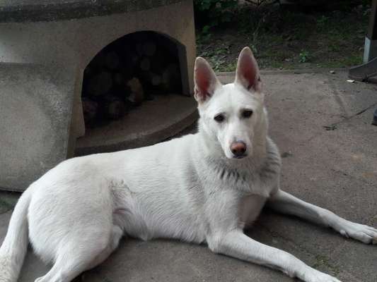 Unsere Fellnasen im Regenbogenland-Beitrag-Bild