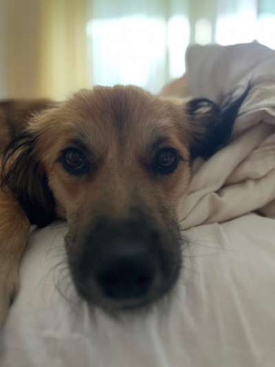 Hunde Porträt (Portrait) Galerie....-Beitrag-Bild